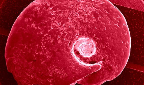 Le genre de rudistes <i>Sellaea</i> Di Stefano, 1889 (Bivalvia, Hippuritida) dans les plateformes carbonatées albiennes de Cantabrie (Nord de l’Espagne) : implications biostratigraphiques et paléobiogéographiques
