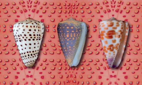 Histoire évolutive des assemblages de mollusques récifaux et lagunaires associés de l’atoll soulevé de Niau (Tuamotu, Polynésie française) depuis le Pliocène