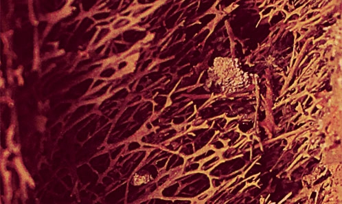 Microanatomie osseuse et adaptation au support de la masse chez le proboscidien géant <i>Deinotherium giganteum</i> (Kaup, 1829)
