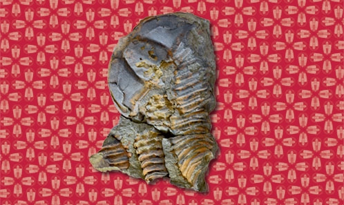 Restes du système digestif du trilobite du Cambrien moyen <i>Ptychoparioides henkli</i> Kordule, 2006 (région du Barrandien, République tchèque)