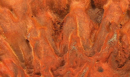 Une nouvelle espèce et un nouveau signalement de <i>Pycnoporus </i>P.Karst. (Polyporaceae) de l’Amazonie brésilienne, révélés par une approche intégrative de la taxonomie classique et des études phylogénétiques