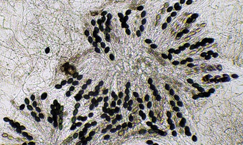 Le complexe d’espèces <i>Podospora anserina </i>(Rabenh.) Niessl en France métropolitaine et outre-mer, avec la description d’une nouvelle espèce, <i>Podospora reunionensis </i>Silar, sp. nov.