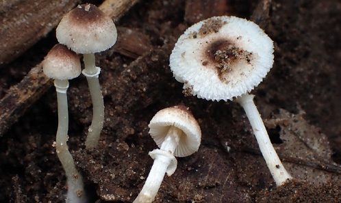 <i>Leucocoprinus beninensis</i> Sarawi, sp. nov., une nouvelle espèce d’Agaricaceae du Bénin