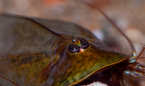 Découverte et suivi d’une population de<i> Triops cancriformis</i> (Bosc, 1801) (Branchiopoda: Crustacea) dans le centre-ouest de la France (Vienne : Nouvelle-Aquitaine)