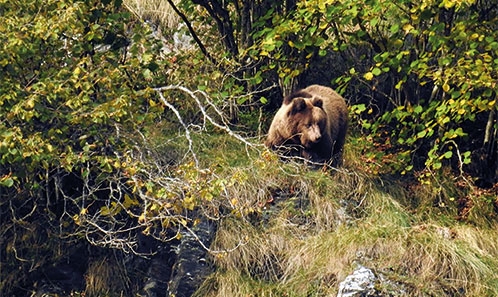Connectivité fonctionnelle des paysages pyrénéens pour l’Ours brun <i>Ursus arctos</i> Linnaeus, 1758