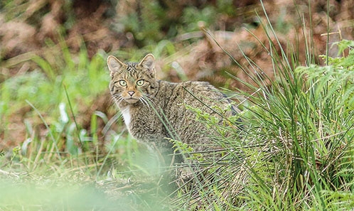 Apport de la génétique pour la conservation du Chat forestier d’Europe <i>Felis silvestris silvestris </i>Schreber, 1777 dans le Nord de la France