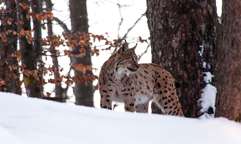 Imprégnation du Lynx boréal <i>Lynx lynx</i> Linnaeus, 1758 par les éléments traces métalliques en France