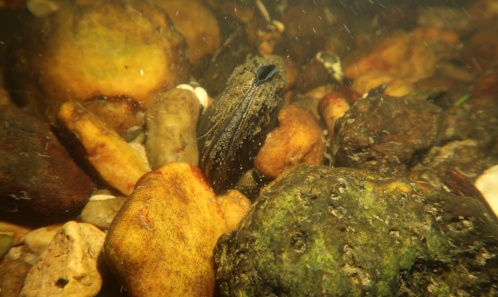 Suivi à long terme du déplacement d’une espèce en danger critique d’extinction : la Grande Mulette <i>Pseudunio auricularius</i> (Spengler, 1793)