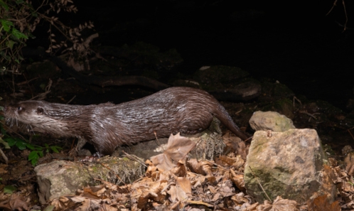 Étude du retour de la Loutre d’Europe <i>Lutra lutra</i> (Linnaeus, 1758) sur le fleuve Lez grâce aux méthodes non-invasives de suivi des populations et une collaboration étroite entre structures académiques et territoriales