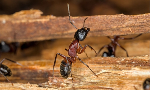 Synthèse des connaissances sur les fourmis (Hymenoptera, Formicidae) du Parc national des Écrins (SE France)