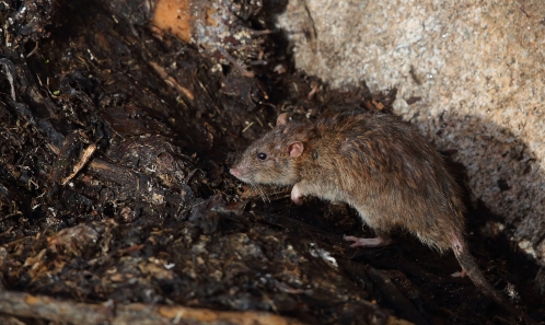 Opérations d’éradication de prédateurs mammaliens introduits sur des îles françaises de la façade atlantique européenne : une méthode, deux protocoles et trois décennies d’expérience