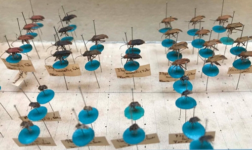 Les collections particulières d’hétéroptères (Insecta, Hemiptera) conservées au Muséum national d’Histoire naturelle (Paris) 