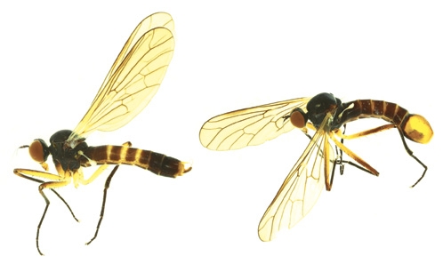 Révision du genre <i>Brachystoma</i> Meigen, 1822 pour l’Europe (Diptera, Brachystomatidae) avec la découverte possible d’un comportement d’oviposition