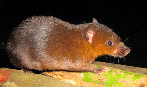 Liste annotée des rongeurs d’un point chaud de biodiversité, le mont Nimba (Afrique de l’Ouest)