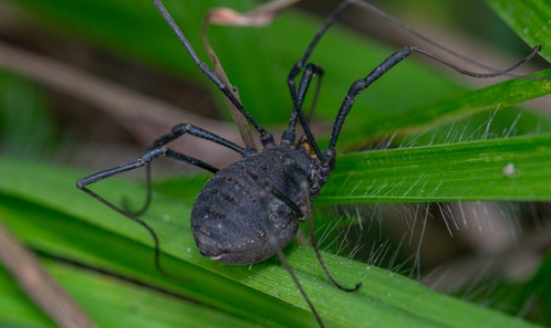 Redéfinition du genre mexicain <i>Diguetinus</i> Roewer, 1912 (Opiliones, Phalangioidea, Globipedidae) à partir de la morphologie et de données phylogénétiques moléculaires, avec redéfinition de <i>Diguetinus spinulatus</i> (Banks, 1898) stat. restit.