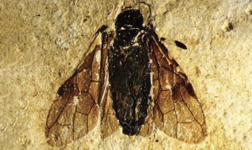 Un troisième fossile de mouche-à-scie argide (Hymenoptera, Tenthredinoidea) du Miocène supérieur d’Ardèche, Sud de la France