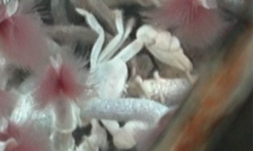 <i>Kallograea kulolasi</i> n. gen., n. sp., de la caldera du volcan hydrothermal Kulo Lasi, Pacifique Ouest, and <i>K. jolliveti</i> (Guinot & Segonzac, 2018); et réévaluation d’<i>Austinograea</i> Hessler & Martin, 1989 et de <i>Gandalfus</i> McLay, 2007