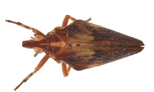 Révision du genre <i>Ingoma</i> Fennah, 1954 (Hemiptera, Auchenorrhyncha, Fulgoroidea, Tropiduchidae), avec la description d’un nouveau sous-genre et de trois nouvelles espèces du bassin du Congo