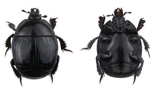 Une approche intégrative pour la révision taxonomique du genre <i>Merohister</i> Reitter, 1909 (Coleoptera, Histeridae) en Inde, avec la redécription de <i>M. jekeli</i> (Marseul, 1857) et <i>M. asoka</i> (Lewis, 1910)