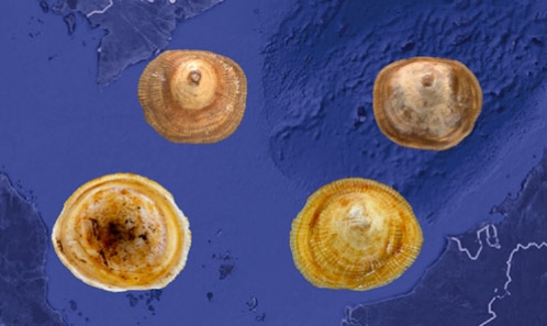 Nouvelles données sur les <i>Discradisca</i> Stenzel, 1964 (Brachiopoda, Discinoidea) d’Asie du Sud et du Sud-Est : description de <i>D. borneensis</i> n. sp. de N-O de Bornéo et statut taxonomique de <i>D. semicornea</i> (Preston, 1908)