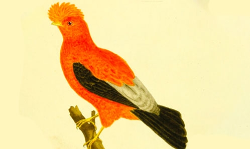 Les spécimens ‘Buffon’ dans la collection ornithologique Baillon (La Châtre, France) et leur potentielle connexion avec les <i>Planches enluminées</i> de Martinet