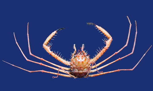 Premier signalement du genre <I>Yaldwynopsis</I> Guinot & Richer de Forges, 1995 dans l’Atlantique (île de la Guadeloupe), avec la description d’une nouvelle espèce (Crustacea, Decapoda, Brachyura, Homolidae)