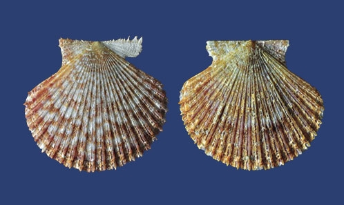 Les Pectinoidea (Bivalvia, Propeamussiidae et Pectinidae) du banc de Walters, avec la description de six nouvelles espèces