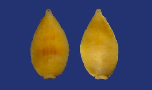 À la frontière de deux domaines biogéographiques : les sangsues paléarctiques et orientales (Hirudinea, Glossiphoniidae) de la vallée de Ferghana, Ouzbékistan