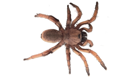 Découverte de nouvelles espèces au sein d’un complexe d’espèces de <i>Nemesia</i> Audouin, 1826 (Araneae, Mygalomorphae), araignées à trappe d’Andalousie (Espagne)