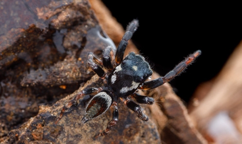 Premier catalogue des Salticidae (Arachnidae, Araneae) de Guyane et description d’une nouvelle espèce