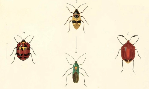 Les types des espèces décrites par Émile Blanchard dans <i>Voyage dans l’Amérique méridionale</i> de d’Orbigny (1835-1847)