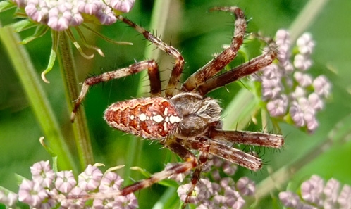 Les araignées du parc naturel Orsiera Rocciavrè et de la réserve naturelle Foresto Ravine (nord-ouest de l’Italie) : synthèse faunistique avec des données du « Biodiversity Monitoring Project »