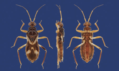 Description de deux nouvelles espèces de la tribu néotropicale énigmatique des Chryxini (Hemiptera, ­­Heteroptera, Reduviidae) et clé des genres et espèces à cellule membranaire unique