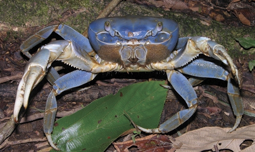 Définition formelle des Gecarcinoidea H. Milne Edwards, 1837 n. stat. (Crustacea, Decapoda, Brachyura), avec la reconnaissance de deux familles, Cardisomatidae n. fam. et Gecarcinidae <i>restrict.</i>, et de nouvelles perspectives pour les Epigrapsidae 