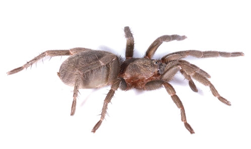 Un nouveau genre de tarentule (Theraphosidae, Ischnocolinae) endémique du sud du Pérou