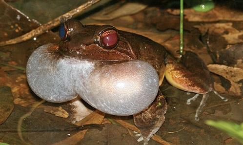 Handbook of Amphibians of French Guiana