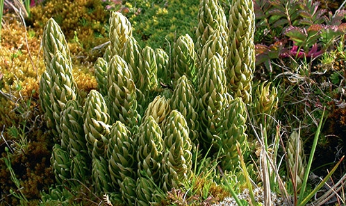 Atlas de la flore des Terres australes françaises