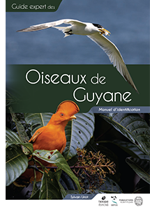 Oiseaux de Guyane