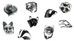 Encyclopédie des carnivores de France