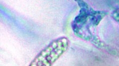Cryptogamie, Algologie