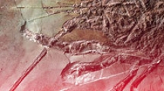 Geodiversitas