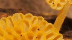 Cryptogamie, Mycologie