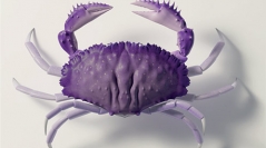 Fossil Decapod Crustacea in the historical collections