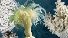 Tropical Deep-Sea Benthos volume 32