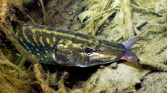 Les Poissons d'eau douce de France