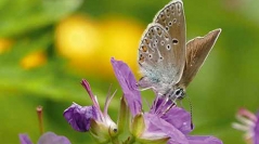 Atlas des papillons de jour d'Aquitaine