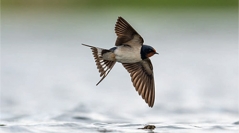 Atlas des oiseaux migrateurs de France