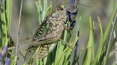 Acoustique des sauterelles, grillons et courtilières de France, Belgique, Luxembourg et Suisse