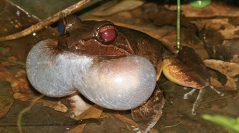 Handbook of Amphibians of French Guiana