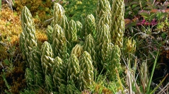 Atlas de la flore des Terres australes françaises